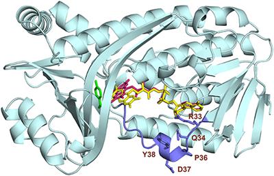 Pyridine Nucleotide Coenzyme Specificity of p-Hydroxybenzoate Hydroxylase and Related Flavoprotein Monooxygenases